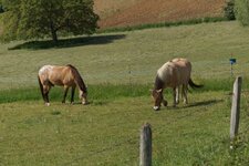 Chevaux de trait