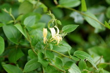 Chèvrefeuille sp.