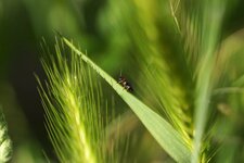 Chilotomine sp. - sous réserve