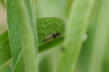 Chironome sp.