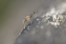Chironome sp.