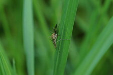 Chironome sp.