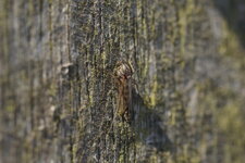 Chironome sp.