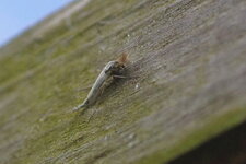 Chironome sp.