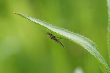 Chironome sp.