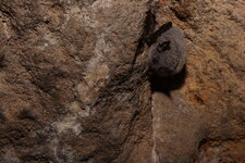 Murin de Daubenton