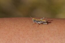 Chorthipus sp - sous réserve