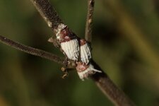 Chrysalide de ?