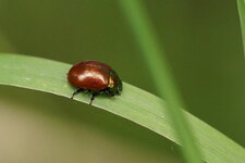 Chrysolina polita