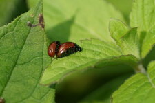 Copulation de Chrysolina polita