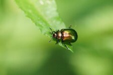 Chrysolina sp. - sous réserve