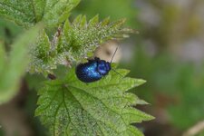 Chrysolina sp. ???