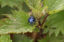 Chrysolina sp. ???