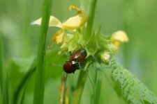 Chrysomèle polie sur un Lamier jaune