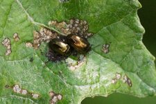 Chrysomèle sp.