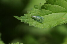 Chrysopa perla