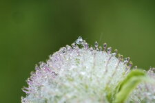 Chrysope sp.