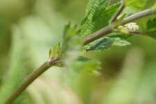 Chrysope sp.