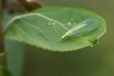 Chrysope sp.