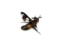 Chrysops caecutiens - sous réserve