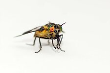 Chrysops caecutiens - sous réserve
