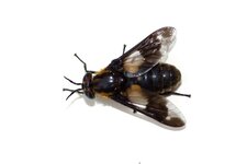 Chrysops caecutiens - sous réserve