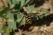 Chrysotoxum cautum femelle