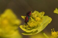 Chrysura cuprea - sous réserve