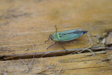 Cicadella viridis