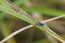 Cicadelle verte