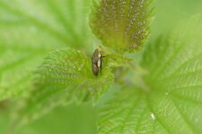 Cicadelle sp.
