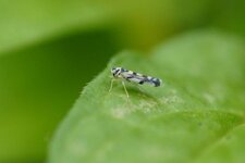 Eupteryx aurata - sous réserve
