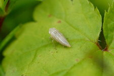 Cicadelle sp.