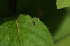 Eupteryx aurata - sous réserve
