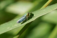 Cicadelle verte