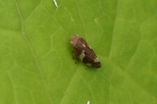 Ciccadelle sp.