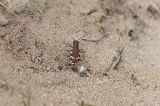 Cicindela maritima