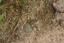 Cicindèle des bois - Cicindela sylvicola