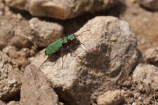 Cicindèle des bois - Cicindela sylvicola