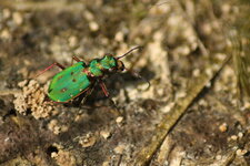 Cicindelle champêtre / Cicindela campestris