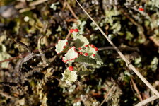 Cladonia sp.