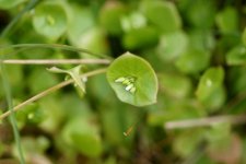 Claytonia perfoliata - sous réserve