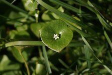 Claytonia perfoliata