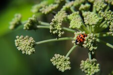 Coccinelle asiatique