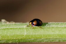 Autre Harmonia axyridis
