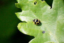 La Coccinelle à 14 points