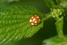 Halyzia sedecimgutata