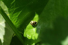 Variante de Propylea quatuordecimpunctata