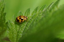Propylea quatuordecimpunctata