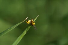 La Coccinelle à 22 points